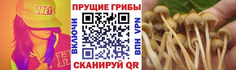 Галлюциногенные грибы GOLDEN TEACHER  Купить закладки  Уссурийск 